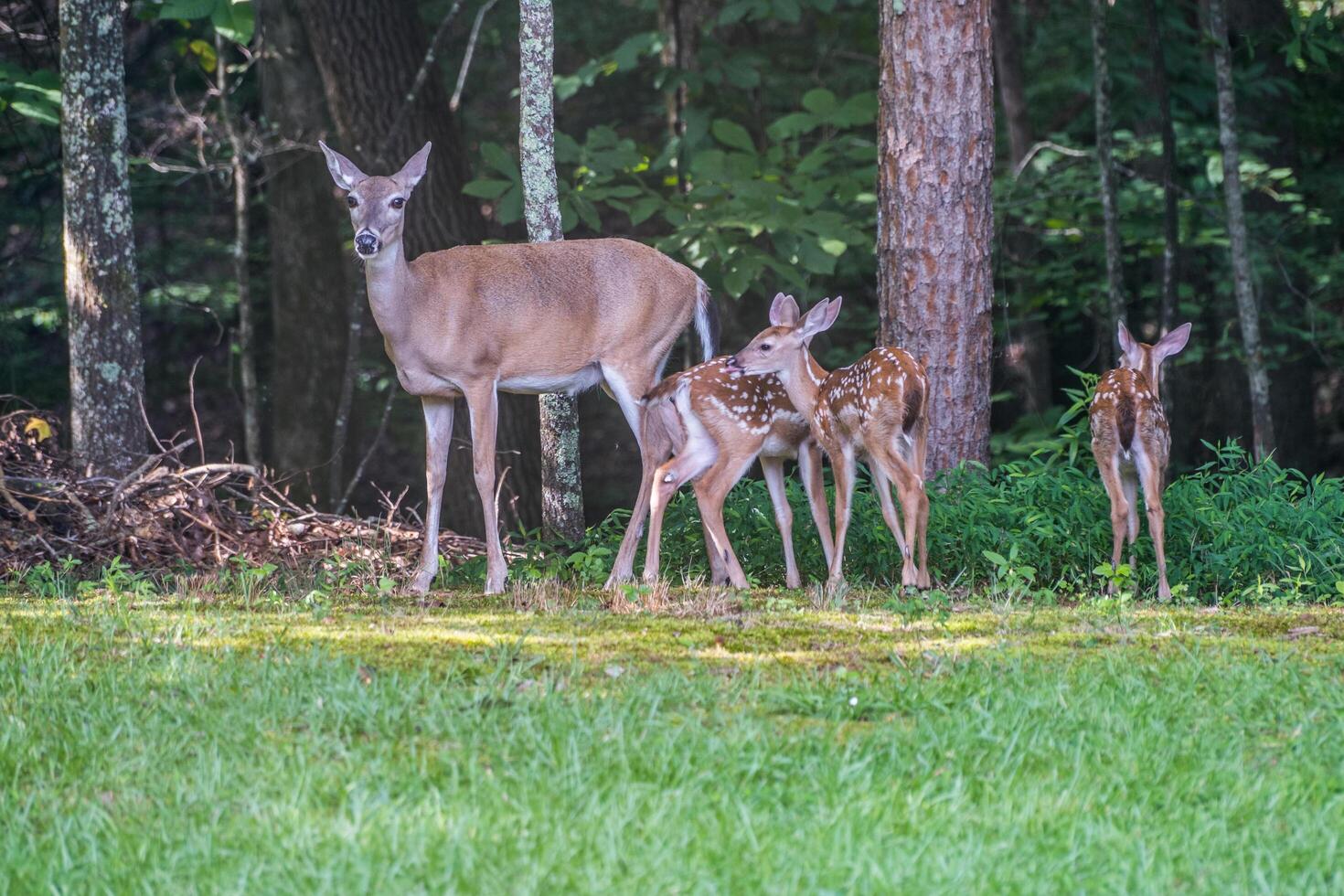 Mama deer and her triplets photo