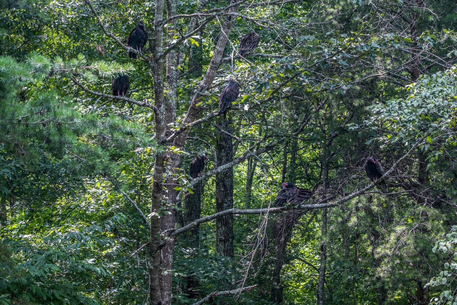 Turkey vultures in a tree photo