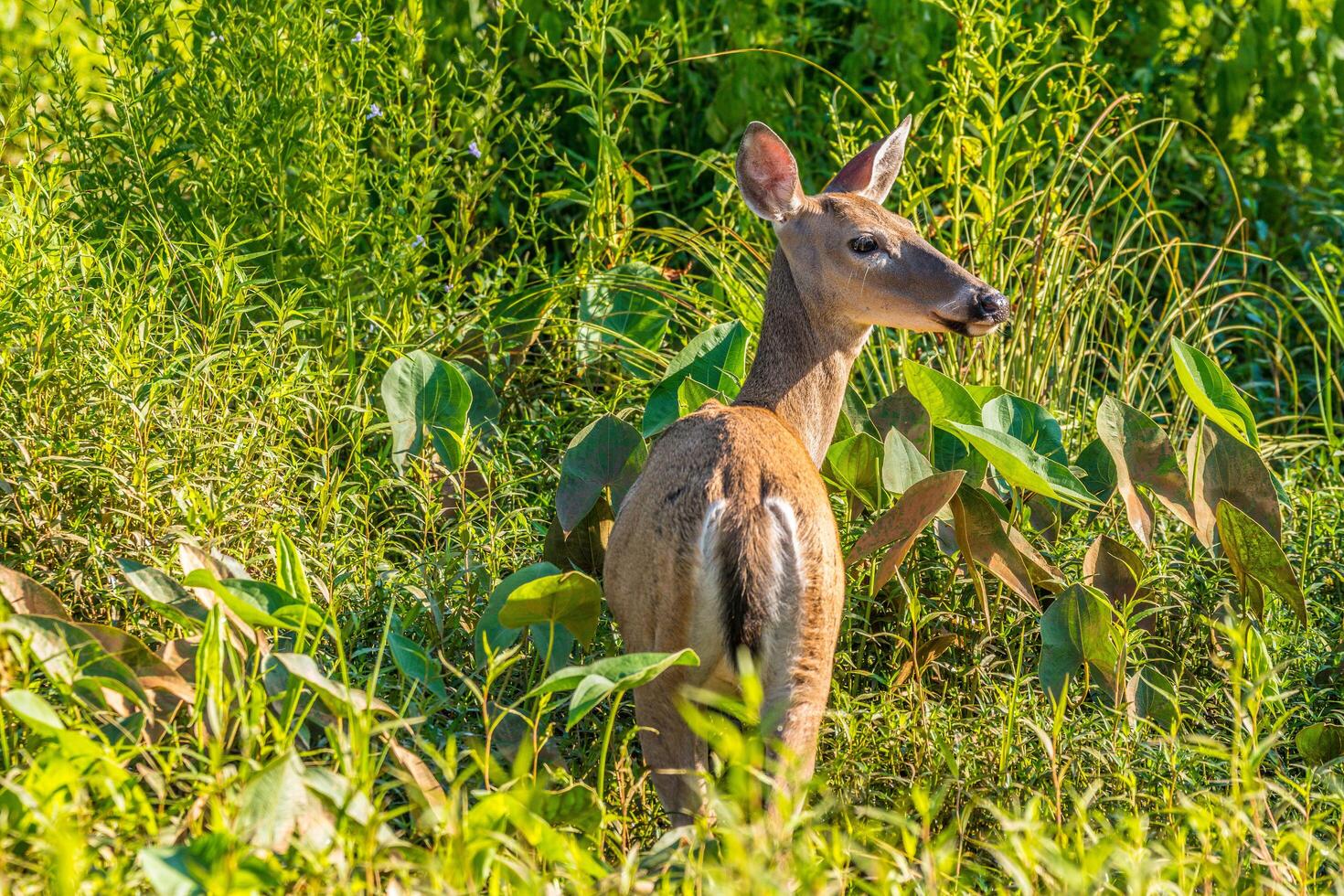 Deer walking through the wetlands photo