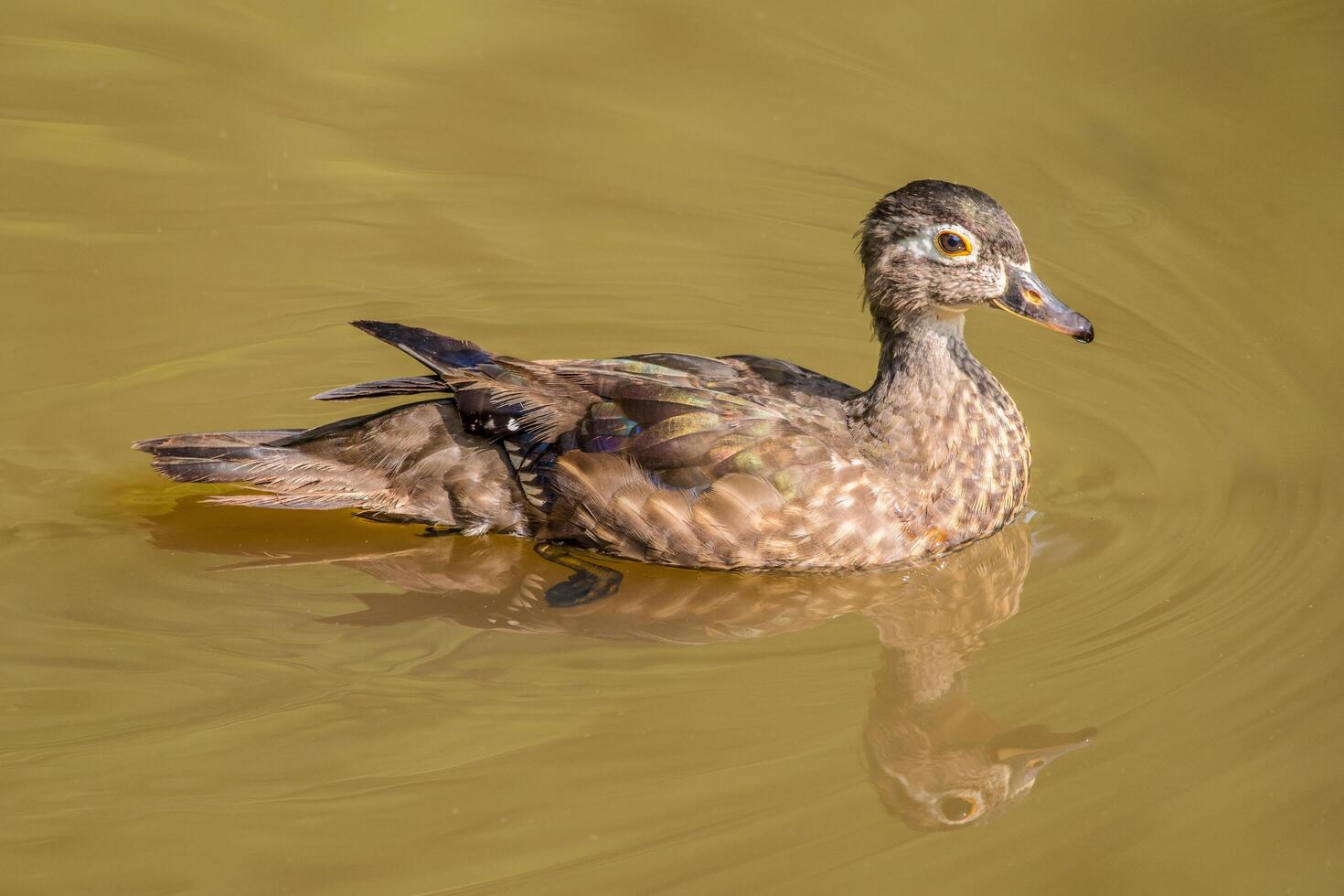 Juvenile female wood duck photo