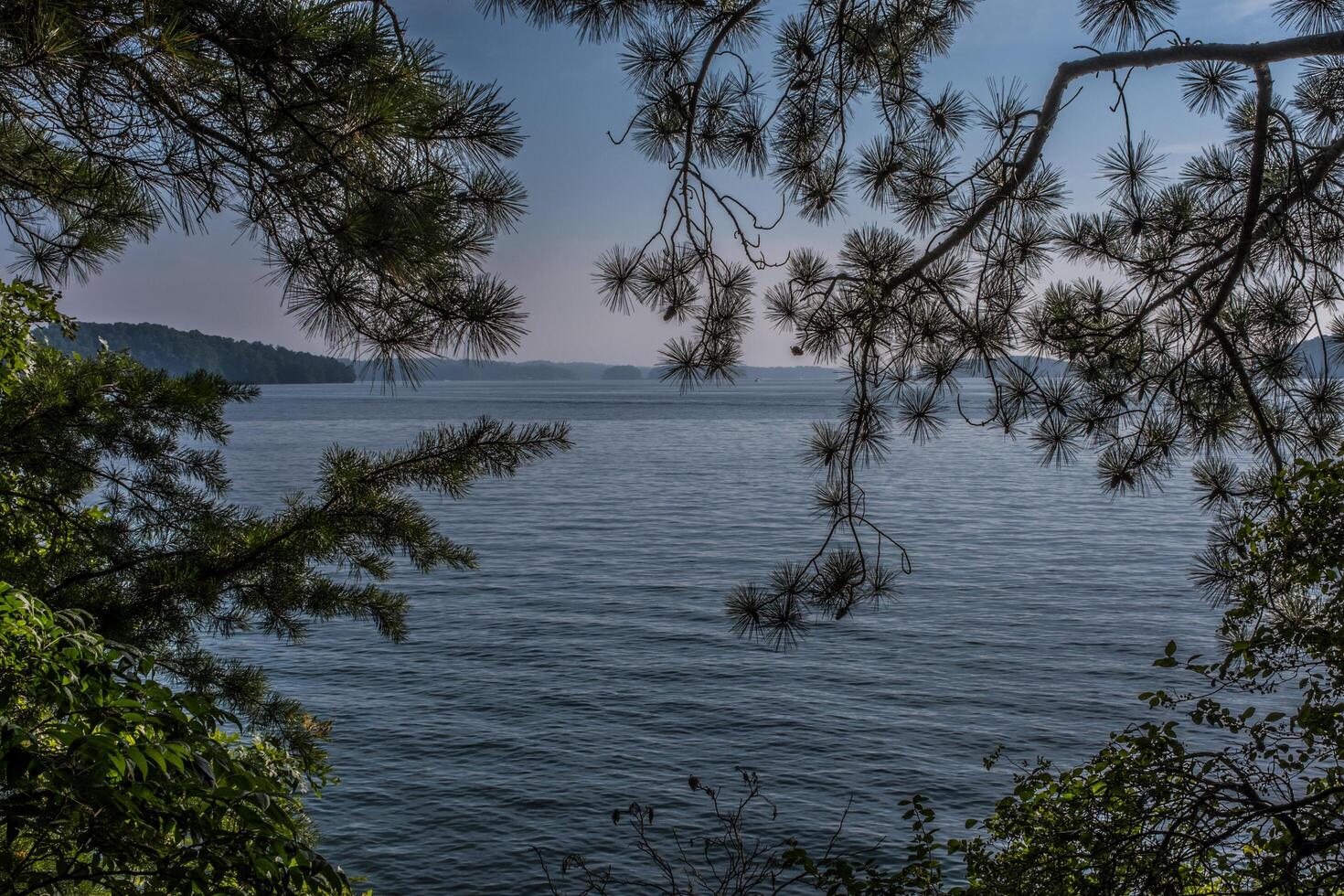 Looking through the trees at the lake photo