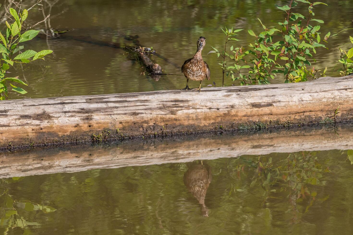 Female wood duck photo