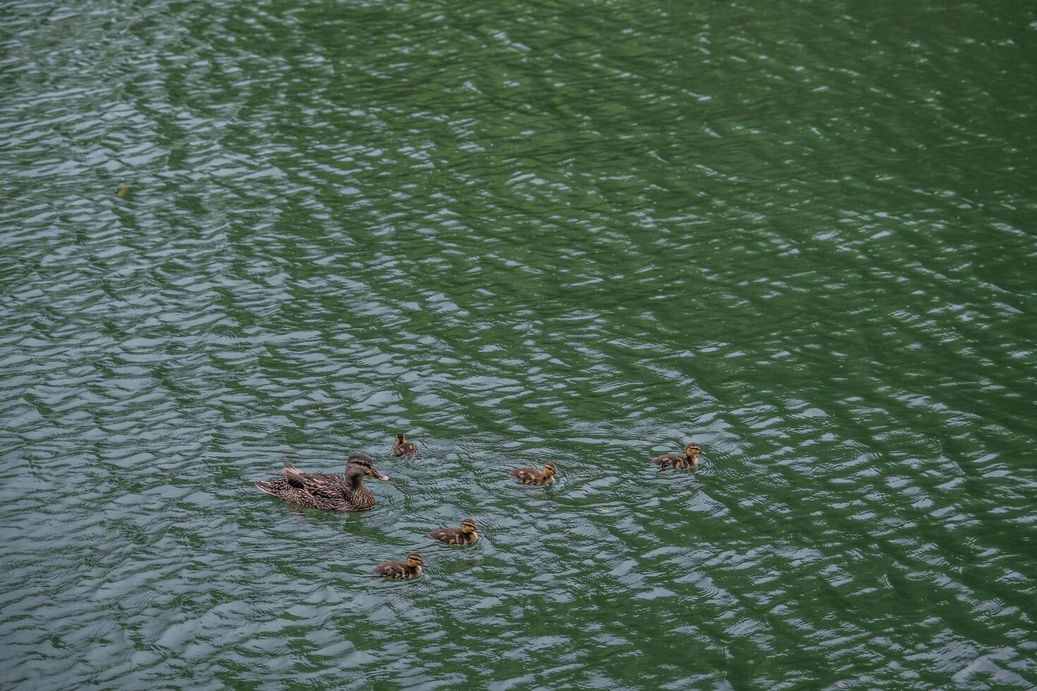 Mother duck with her ducklings photo