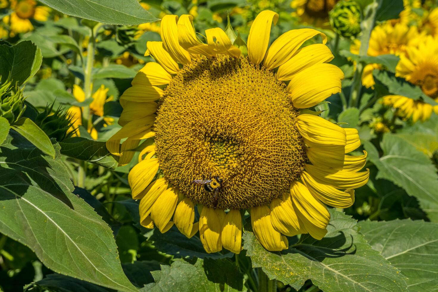 Sunflower with a bee collecting pollen photo