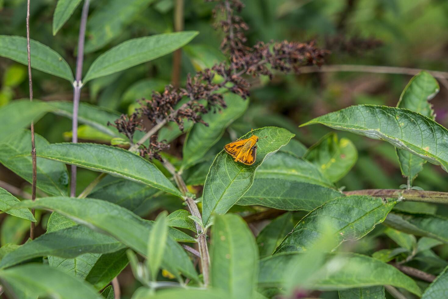 Orange moth on a plant photo