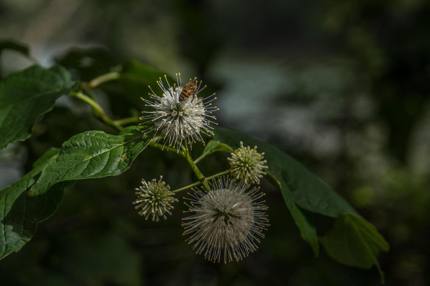 Buttonbush plant with a honeybee photo