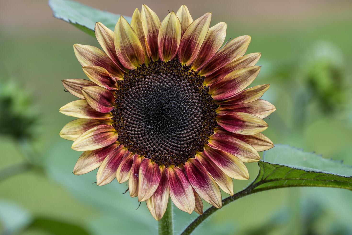 Ornamental sunflower variety in bloom closeup photo