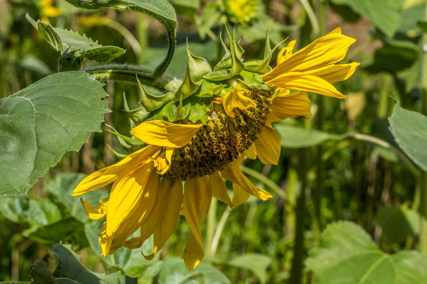 Sunflower hanging down in bloom photo