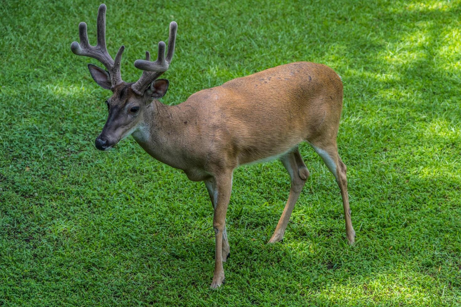 Male deer young buck photo