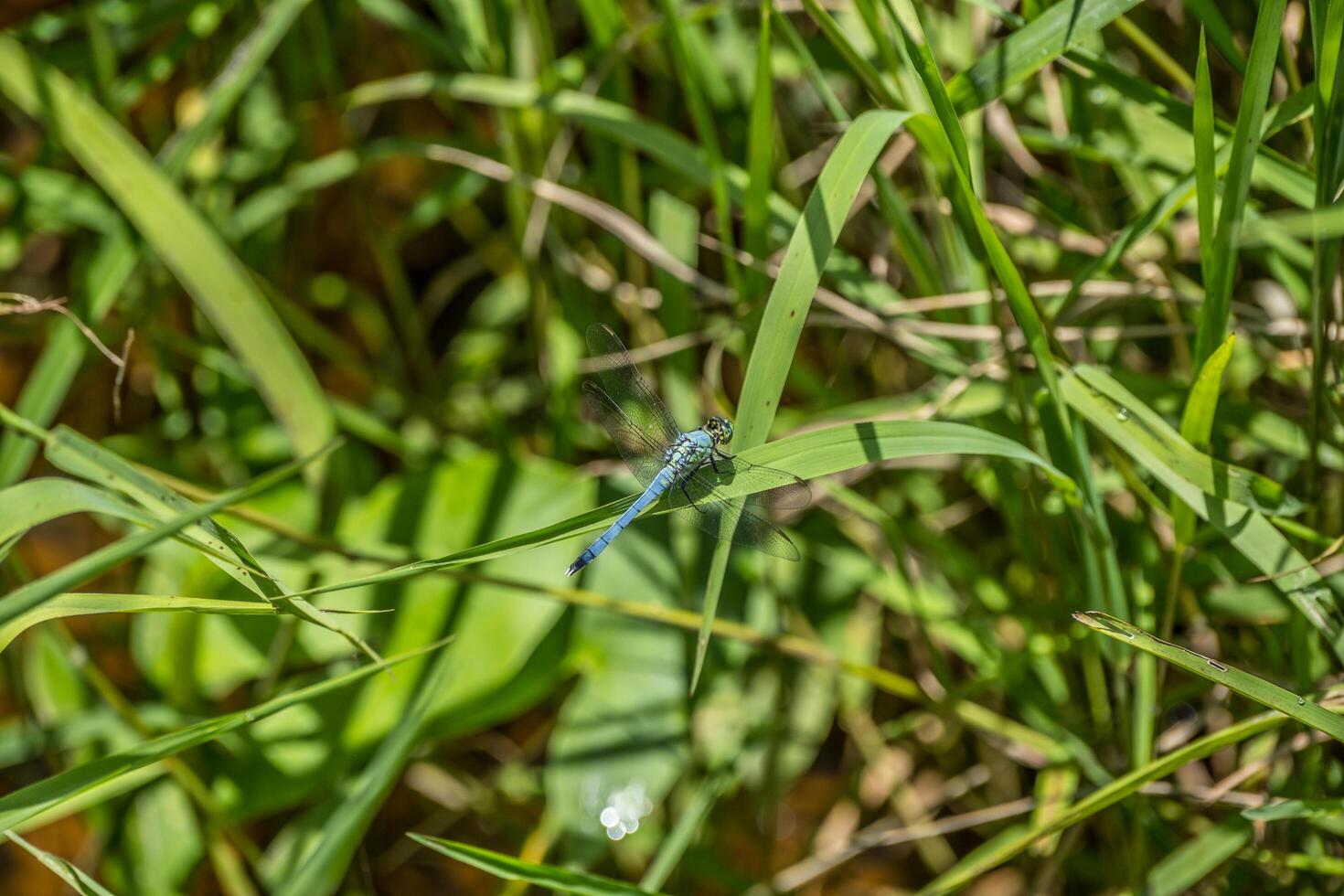 Light blue dragonfly closeup photo
