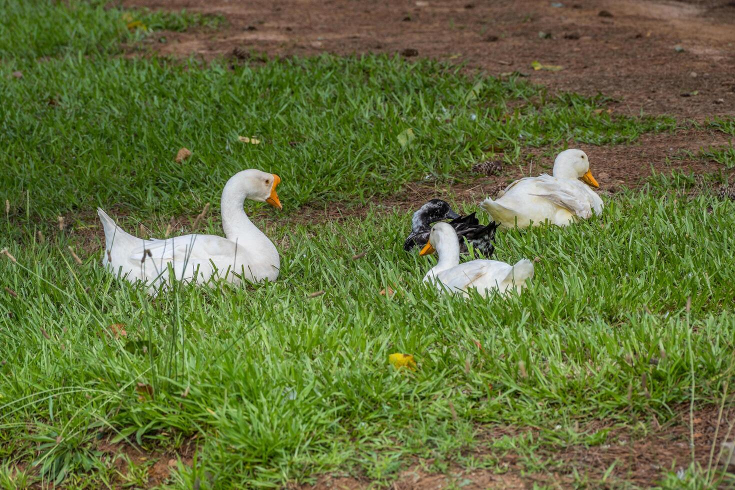 Farm ducks sitting together photo
