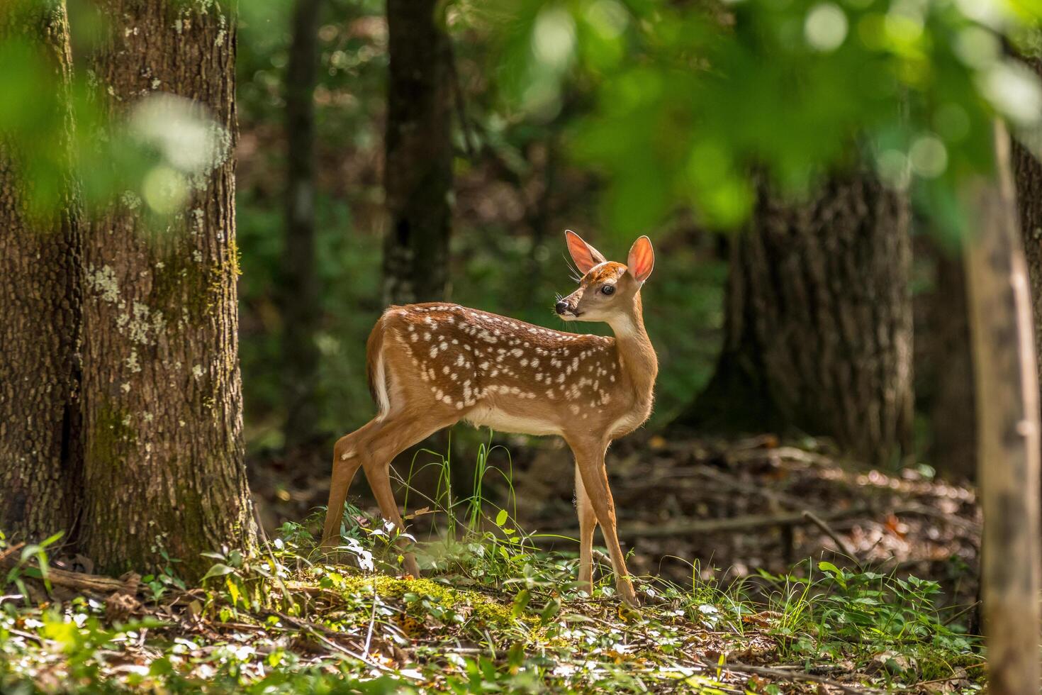 Fawn in the woods by itself photo