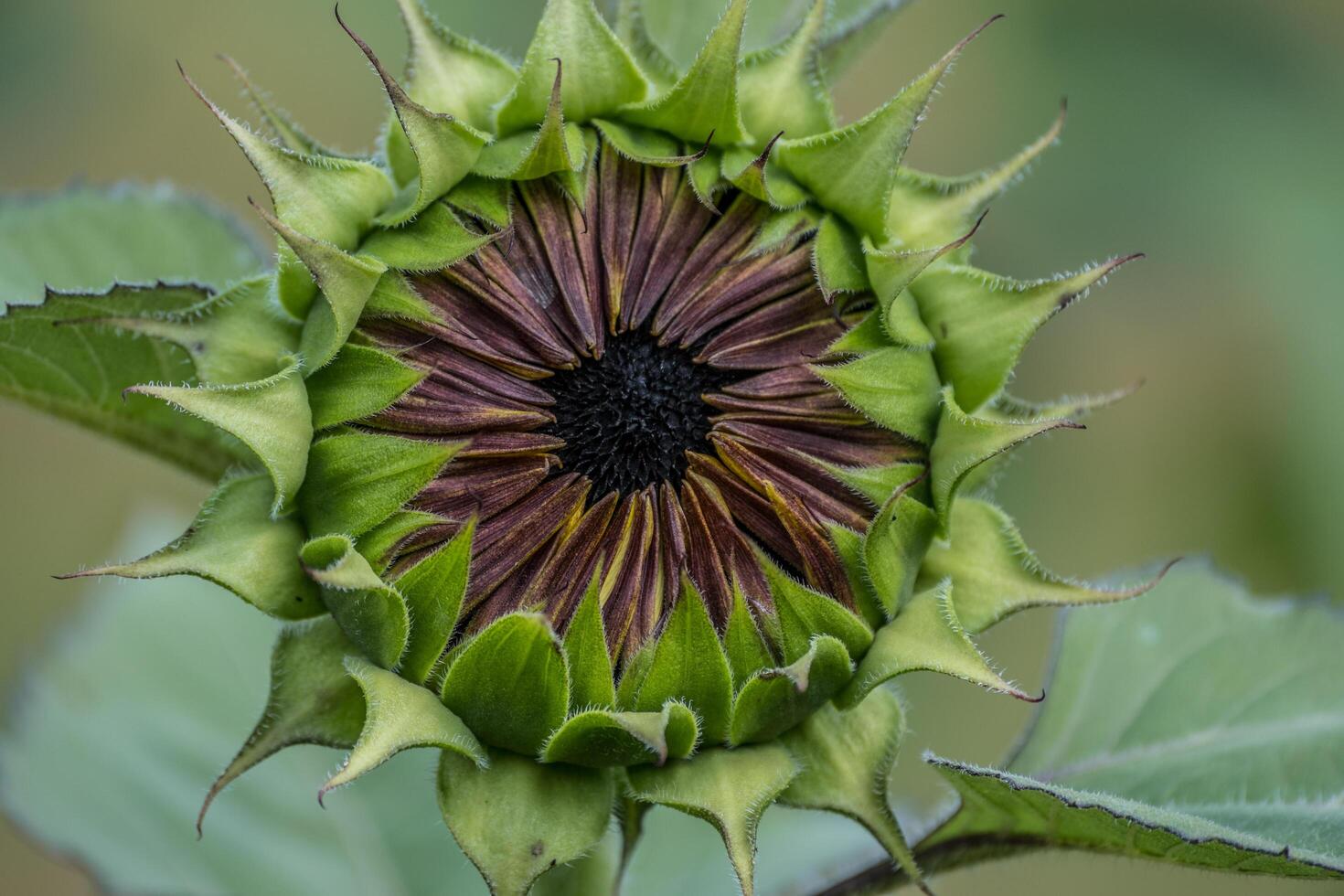 Reddish sunflower beginning to open photo