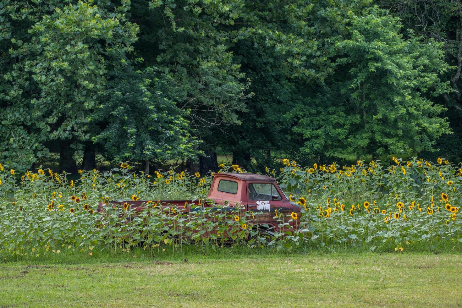 1960's Chevy Corvair truck in a field photo