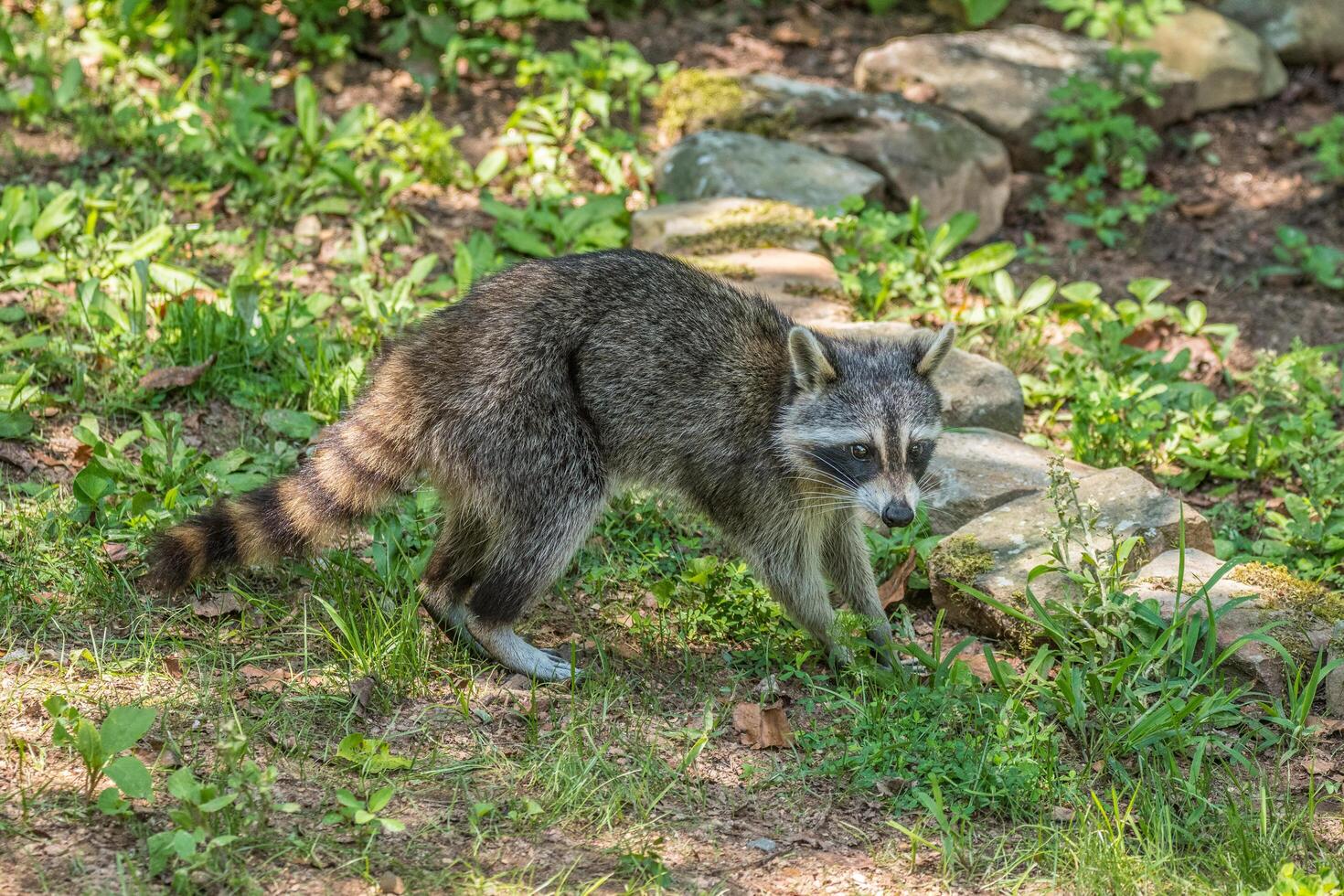 Raccoon looking for food photo