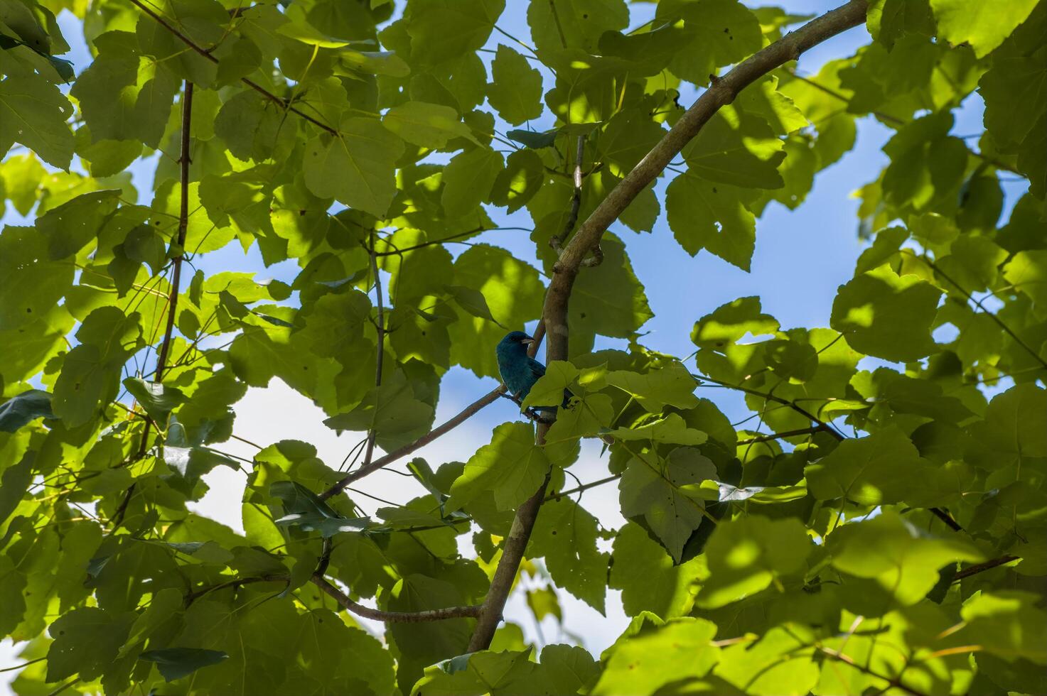 Indigo bunting bird in a tree photo