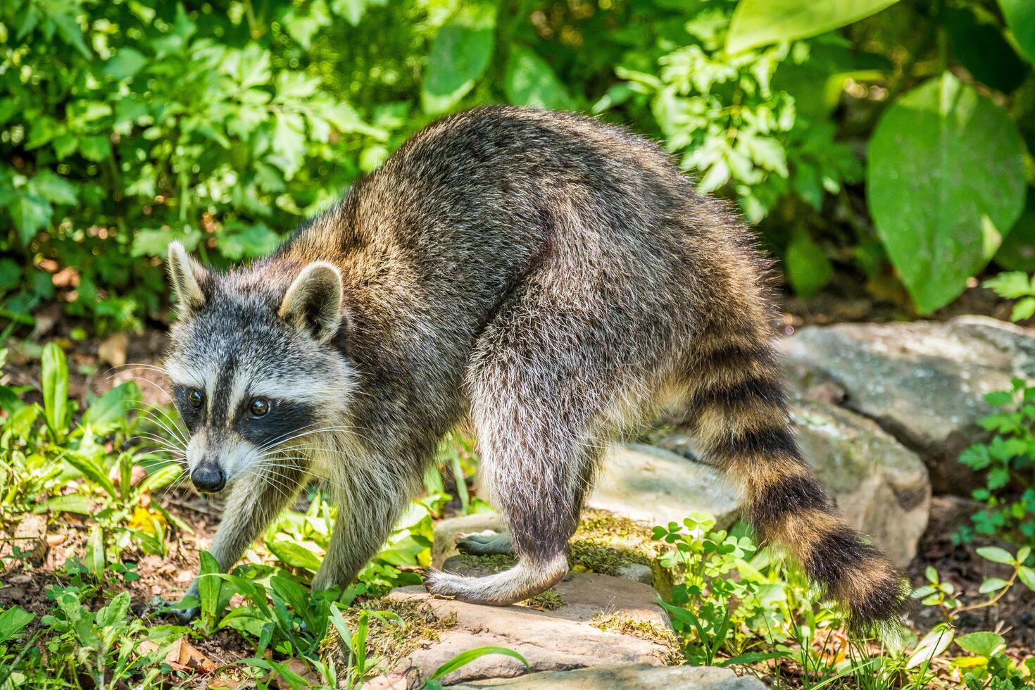 Raccoon looking for food photo