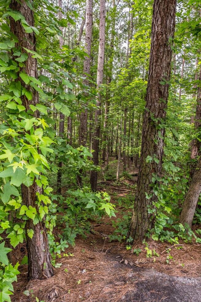 Hidden trail in the forest photo