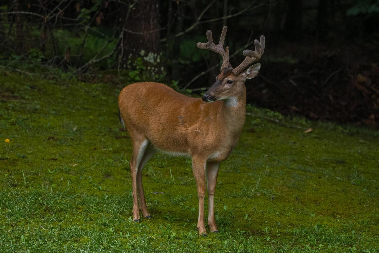 Male deer a buck posing photo