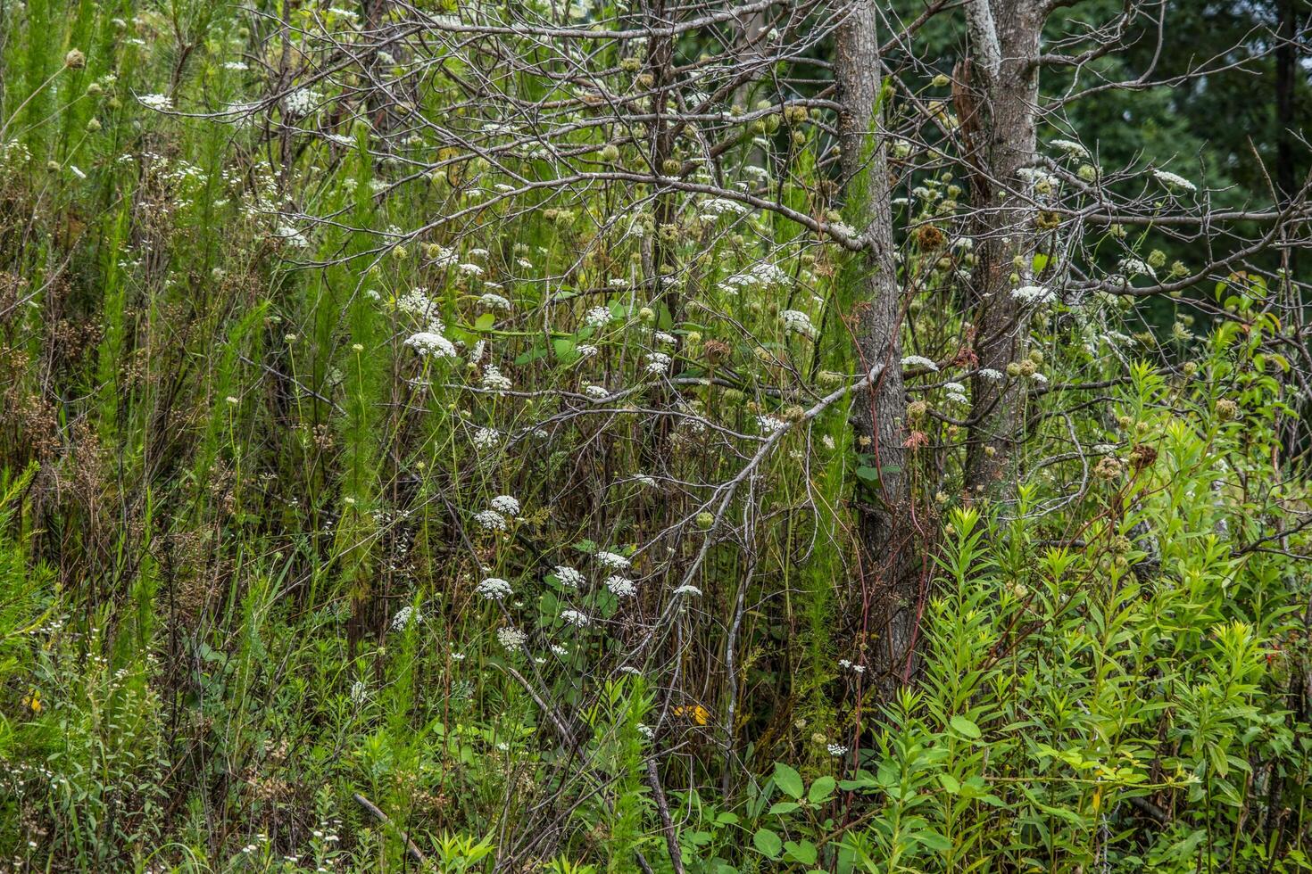 Queen anne's lace and weeds on a hill photo