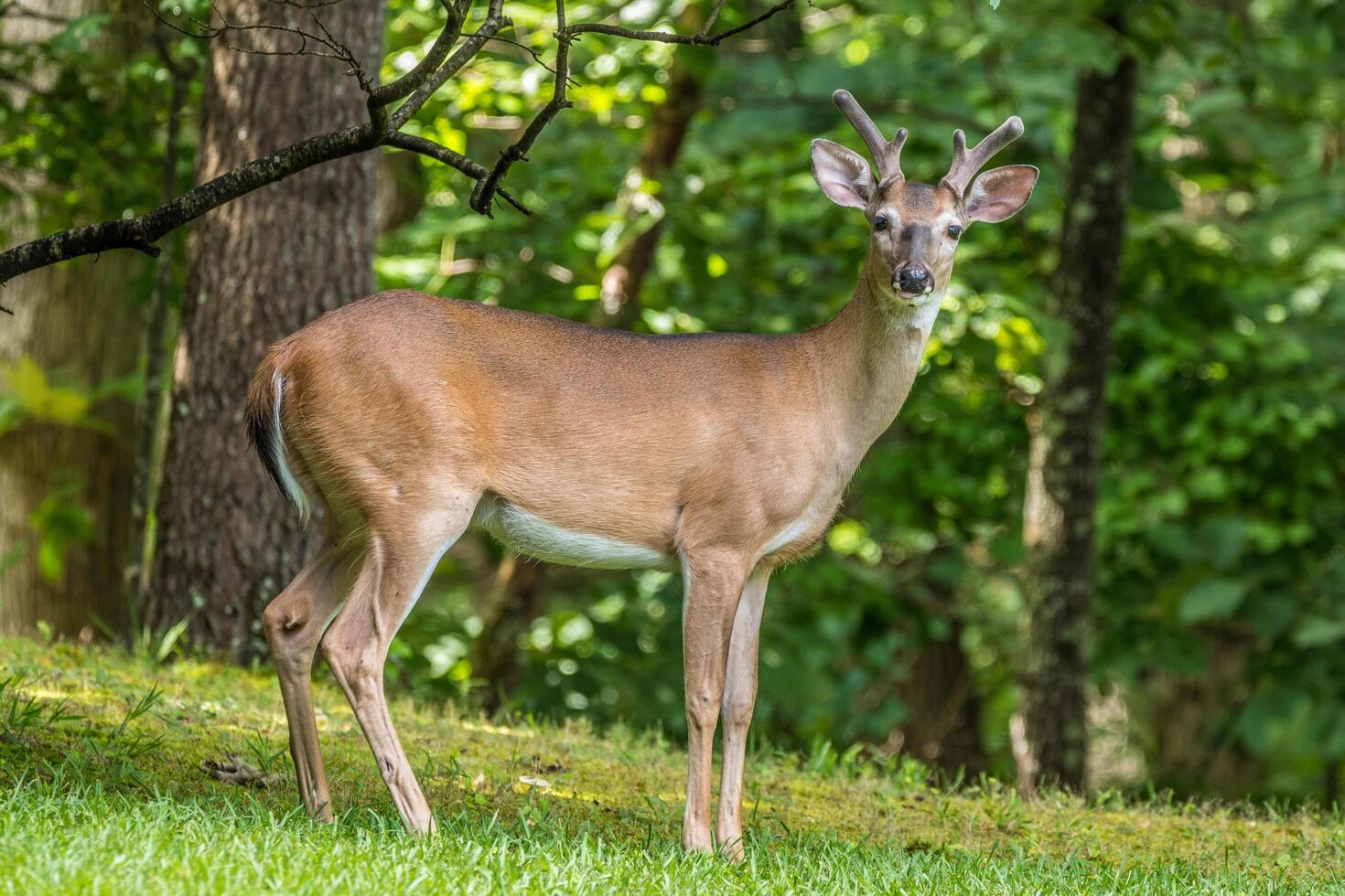 Deer posing for the camera in the forest photo