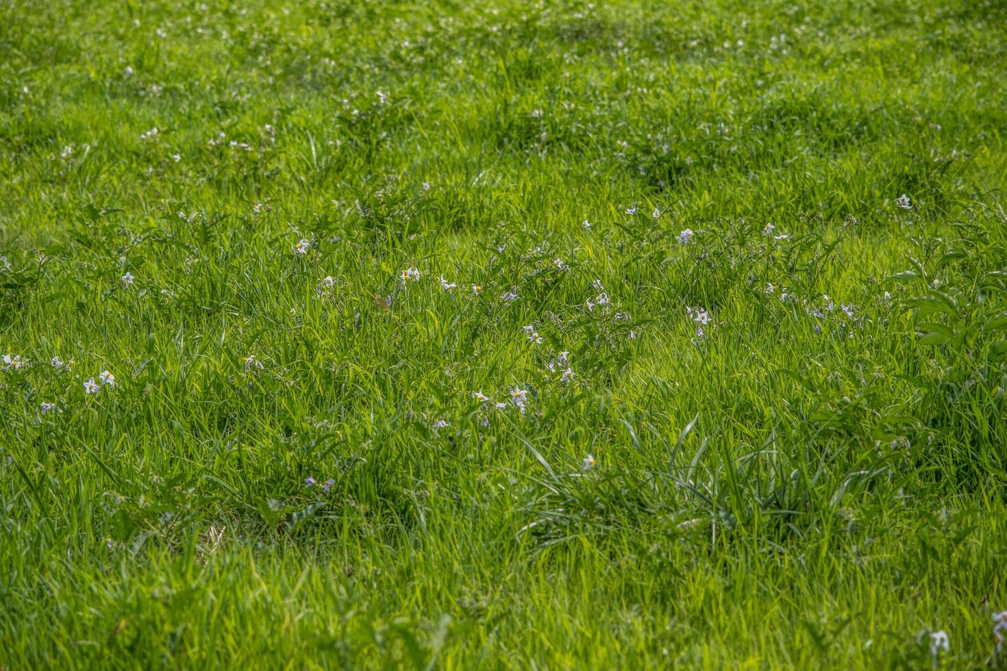 caballo ortiga planta en el campo foto