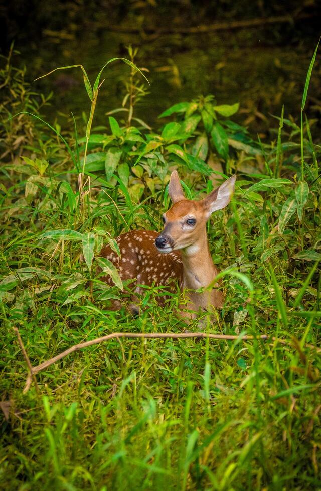 Fawn in the forest photo