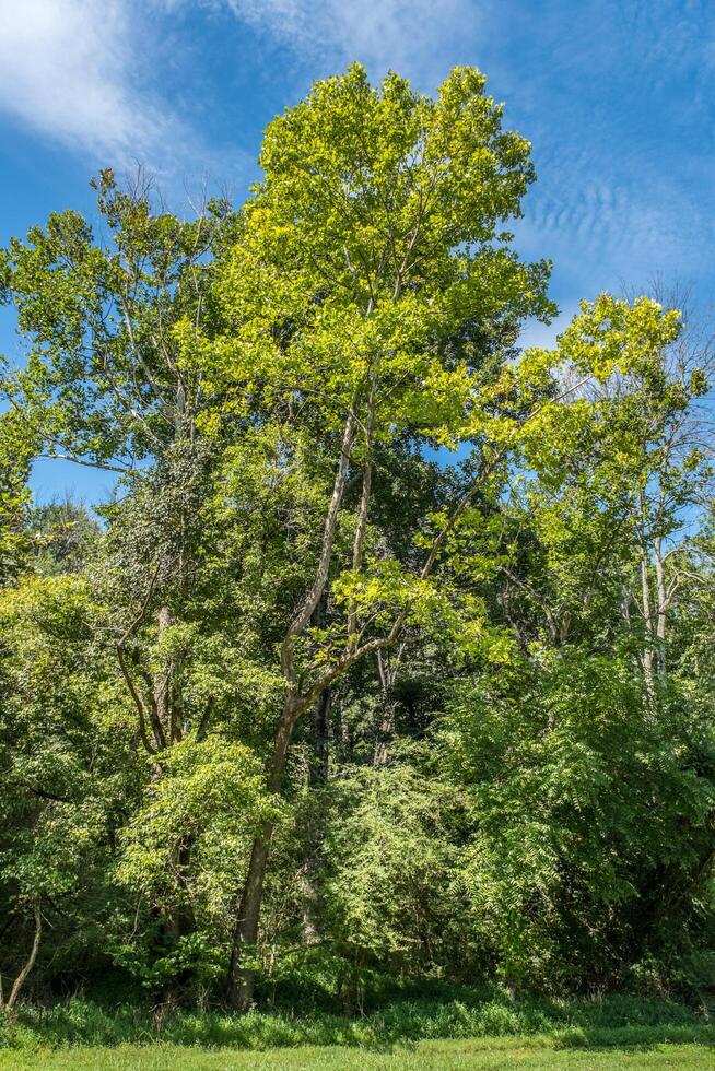 Trees and blue sky summer landscape photo