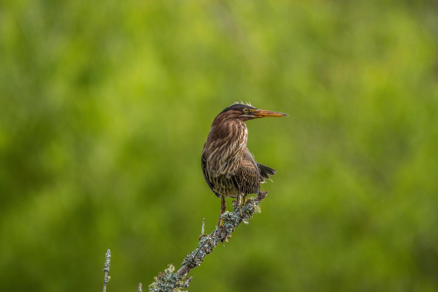 Juvenile green heron photo