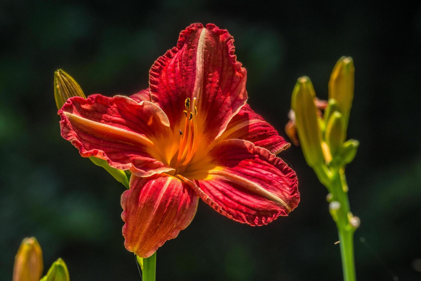 Scarlet red daylily closeup photo