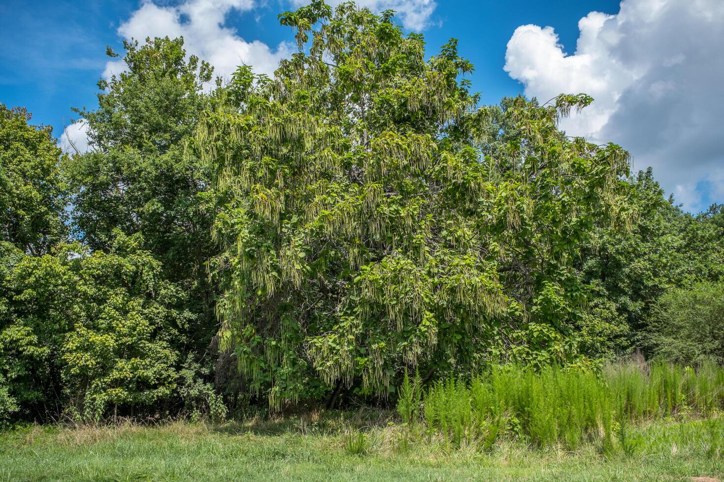 Southern cigar or catalpa tree photo