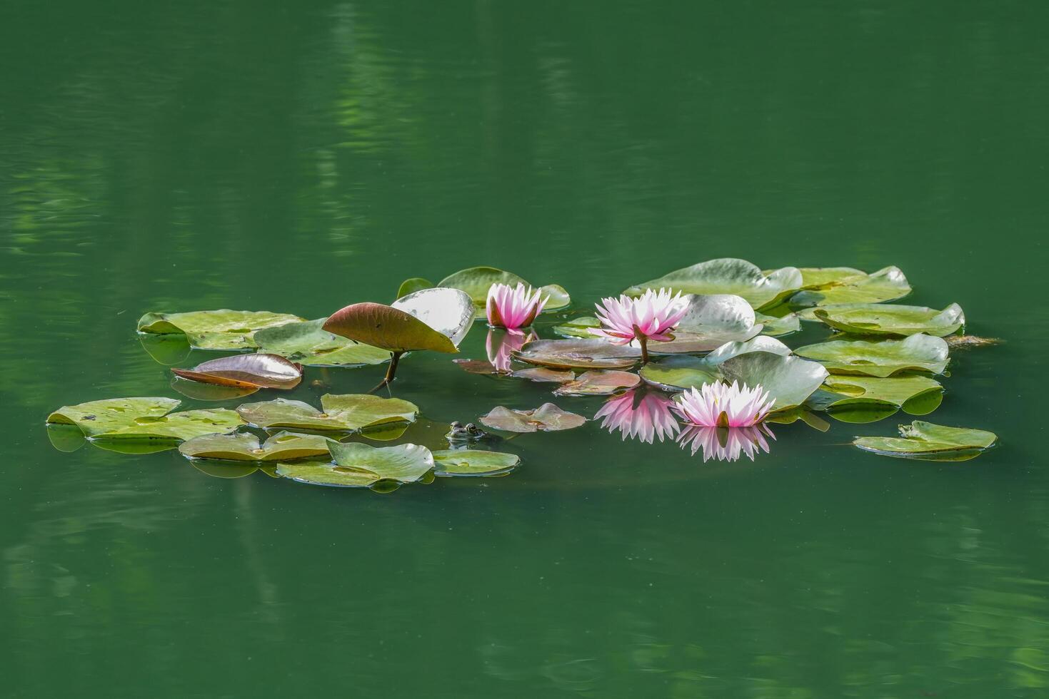 rana con nenúfares en el agua foto