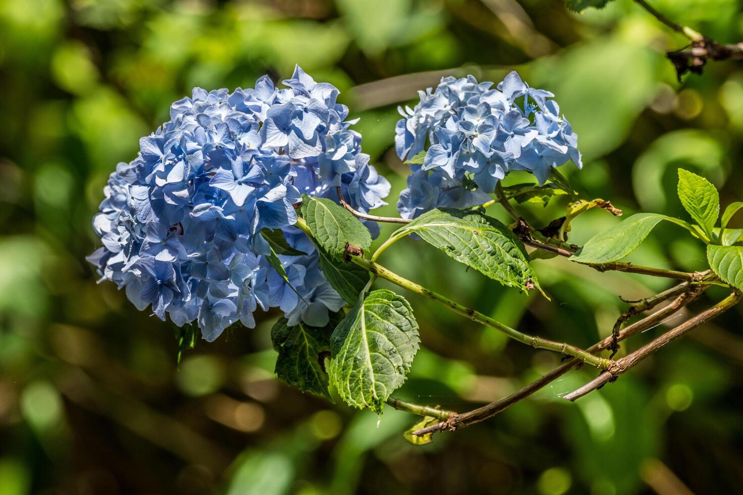 Blue hydrangea blooms closeup photo