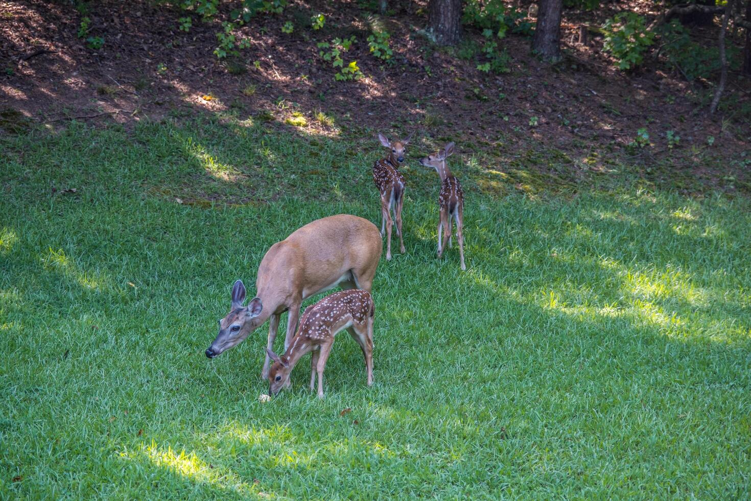 Doe and her baby fawns photo