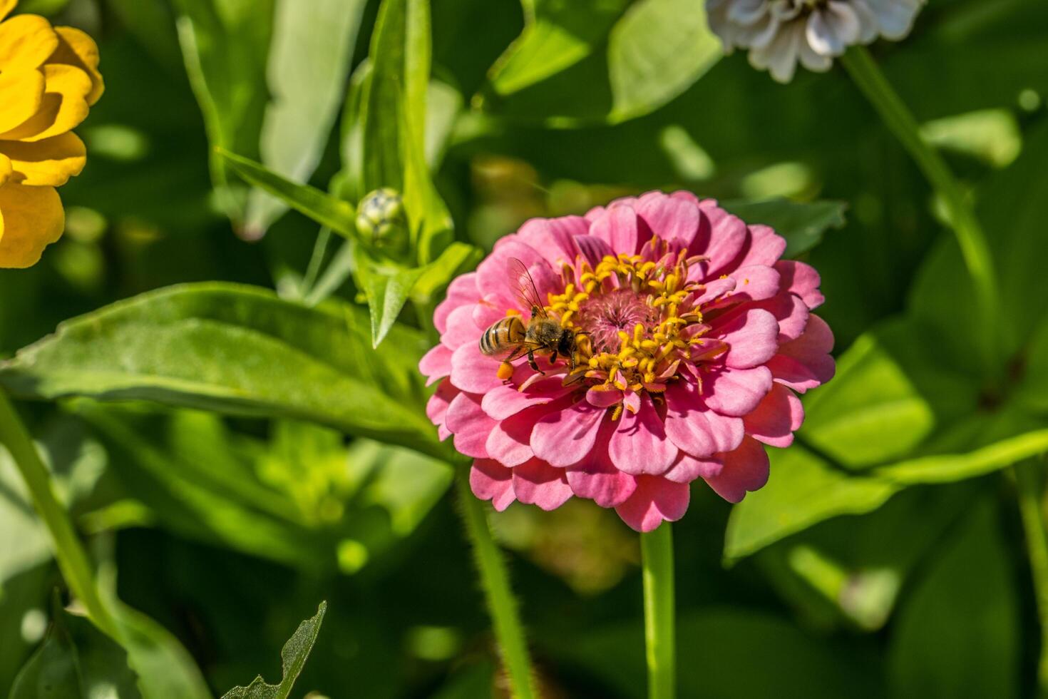 Honeybee collecting pollen from a zinnia flower photo