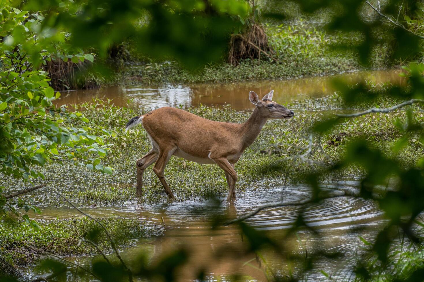 Female deer walking in the water photo