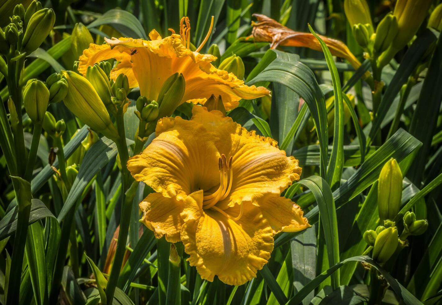 Bright yellow daylilies blooming photo