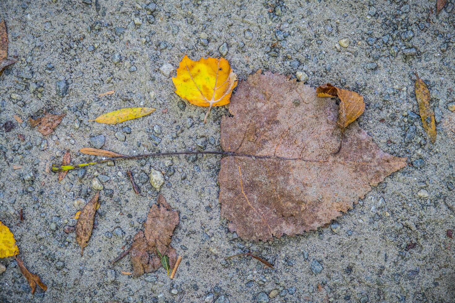 Crushed leaves on the ground closeup photo