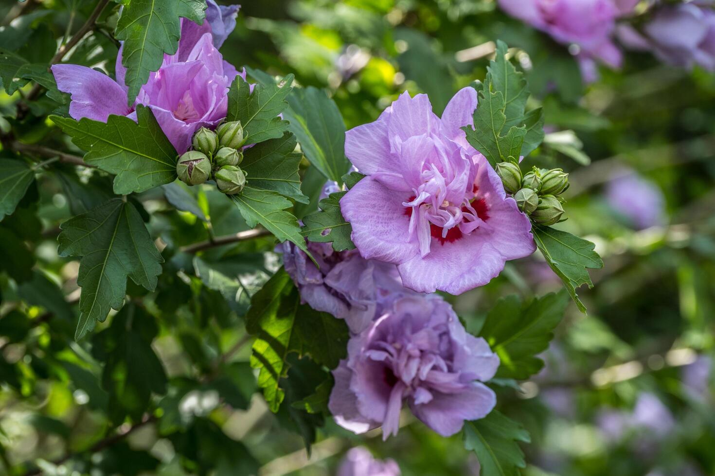 Rose of sharon blossoms closeup photo