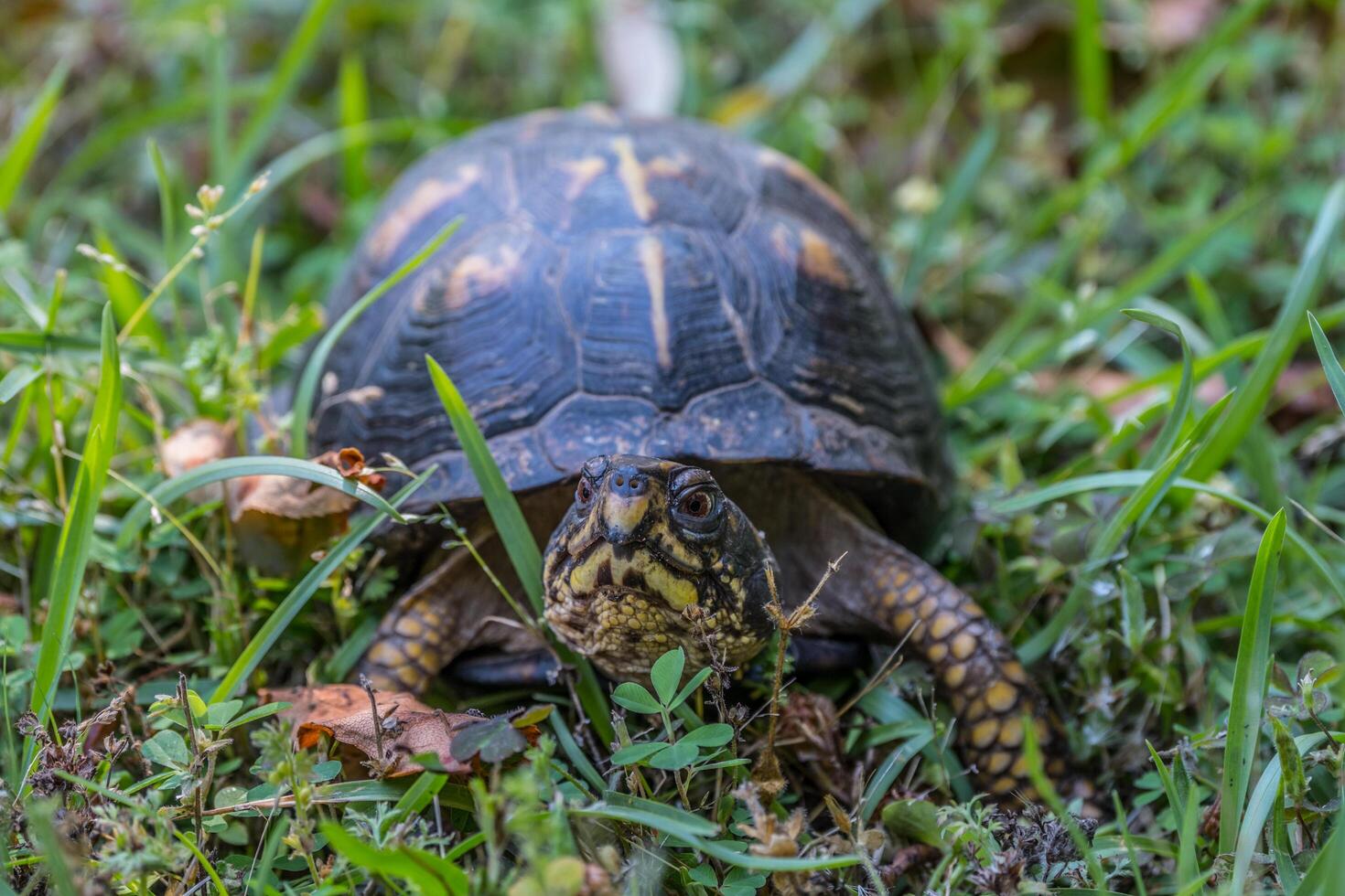 Eastern box turtle closeup photo