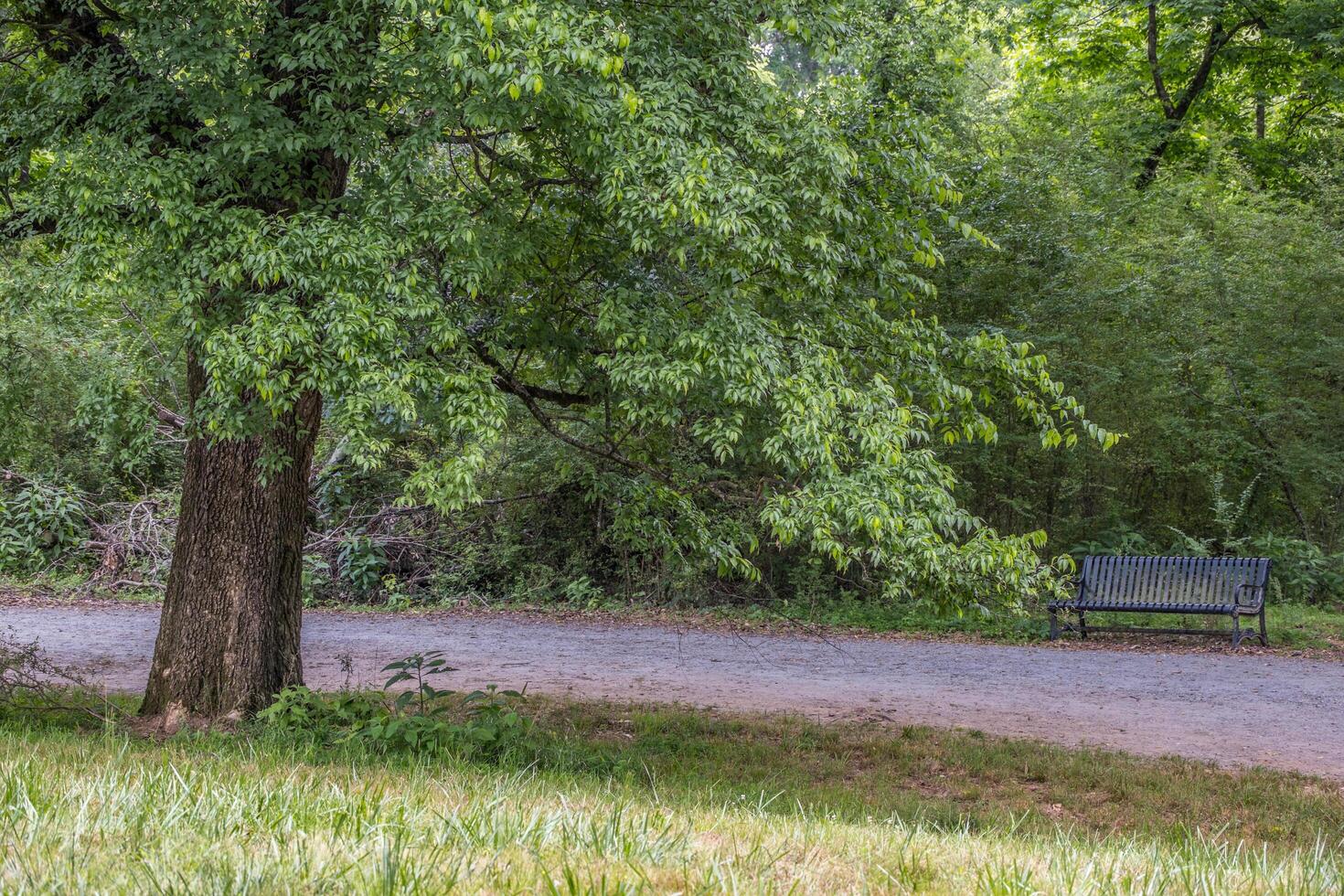 Bench along the trails photo