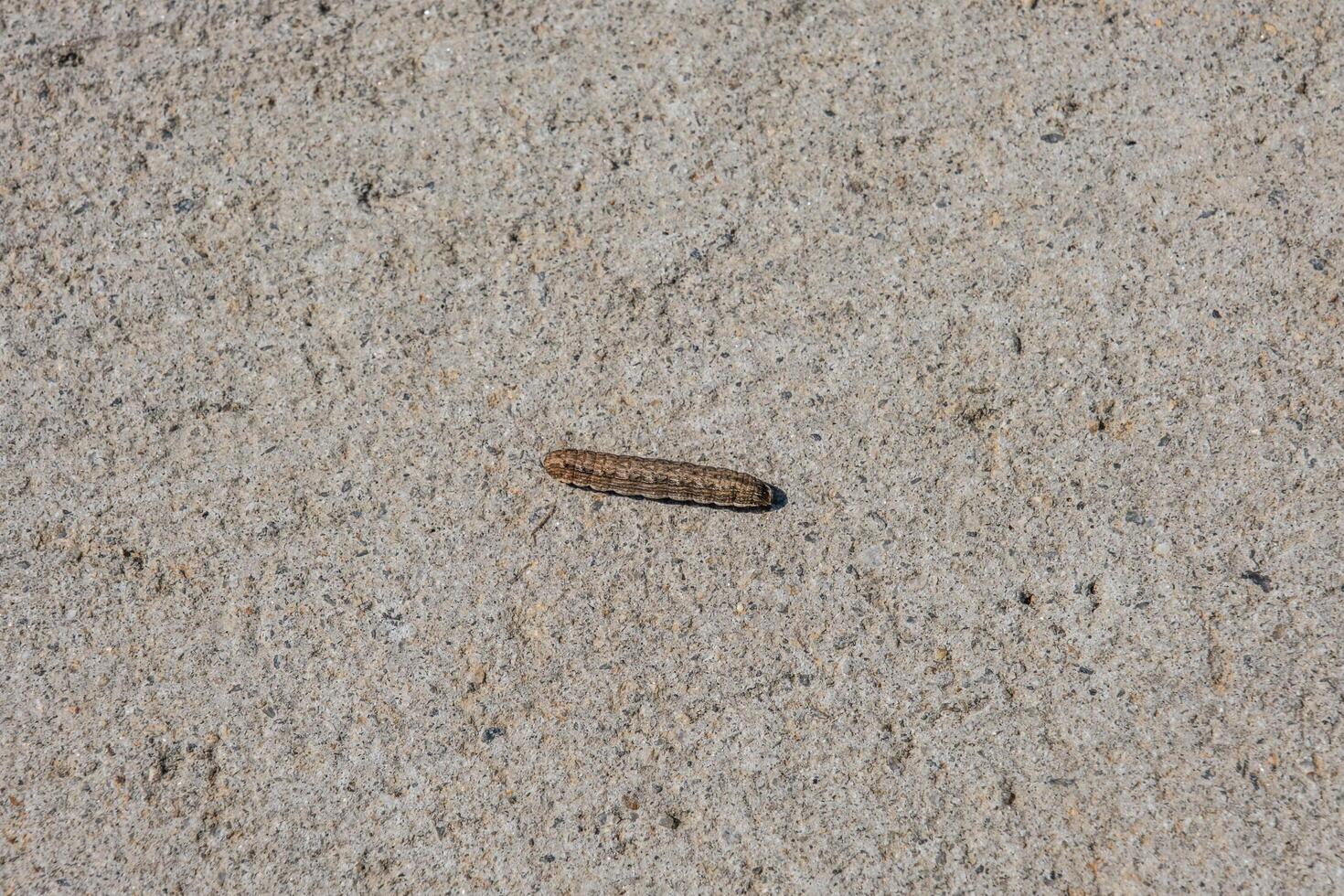 Caterpillar crawling on the sidewalk photo