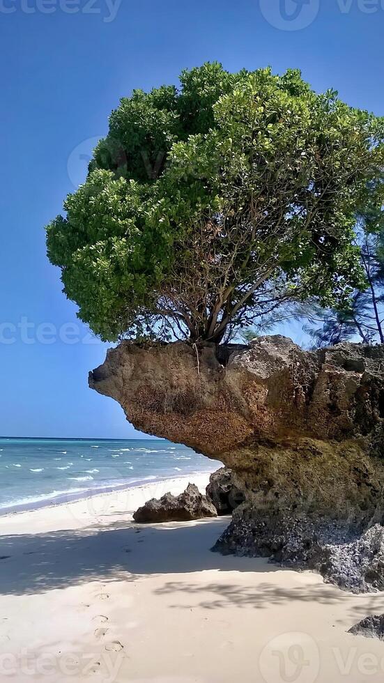 Trees also love a beautiful view on the beach. Tree growing on a washed out cliff on the beach in Tanzania. photo