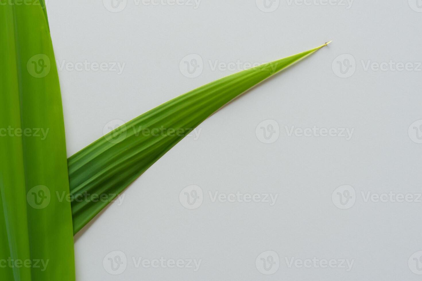 Pandan Leaf Rests on White Paper, A Blend of Nature's Freshness on a Clean Canvas photo