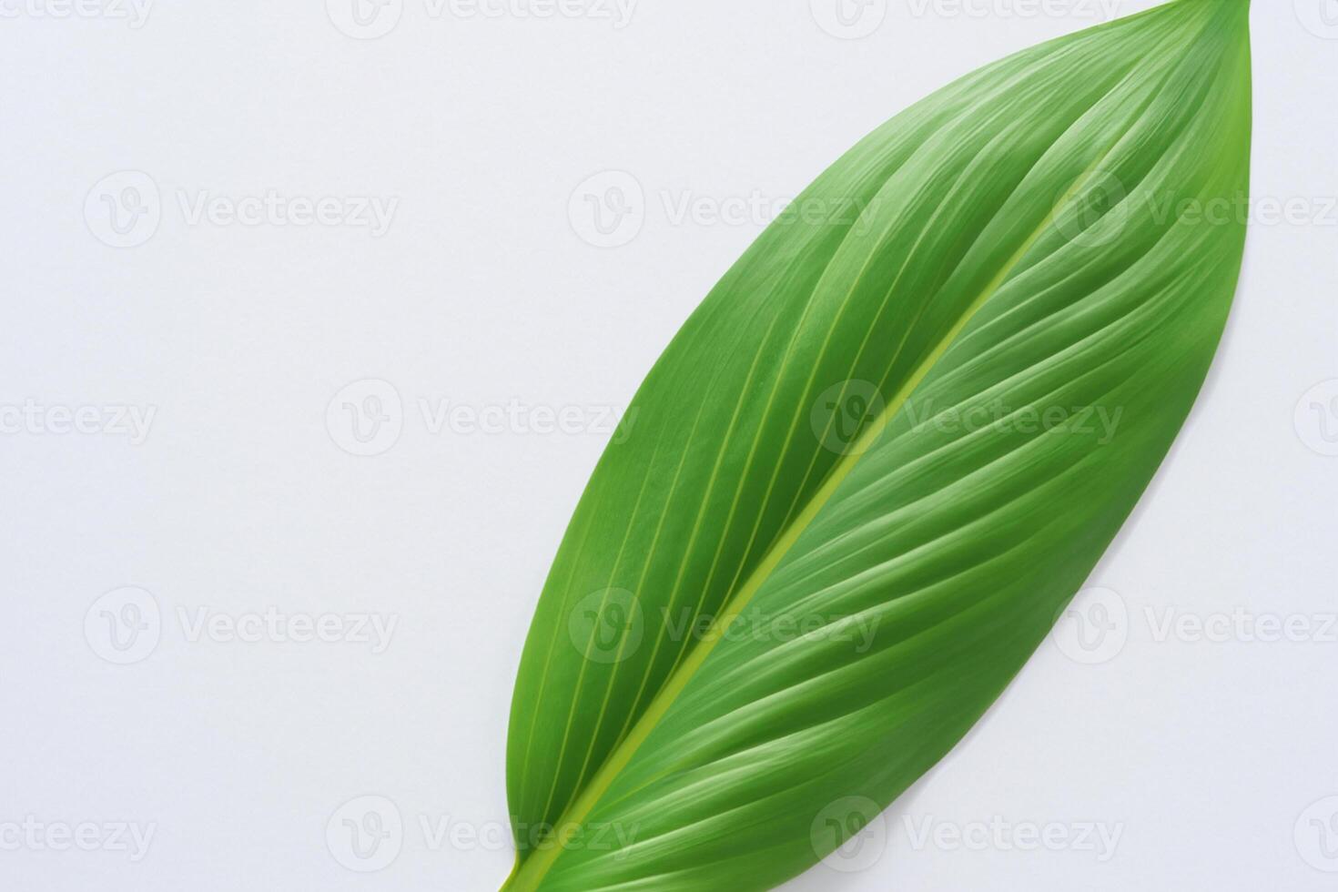 Pandan Leaf Rests on White Paper, A Blend of Nature's Freshness on a Clean Canvas photo