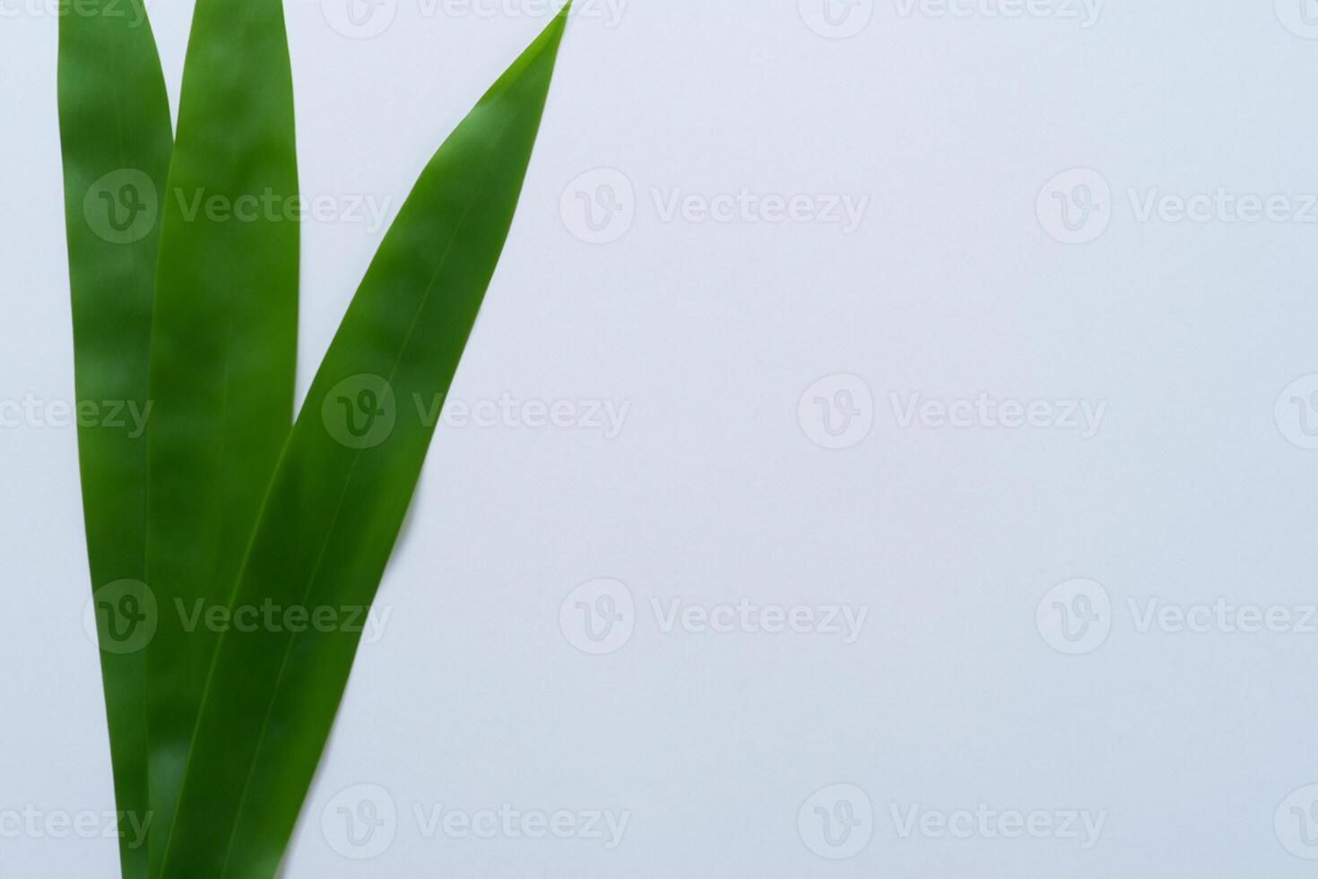 Pandan Leaf Rests on White Paper, A Blend of Nature's Freshness on a Clean Canvas photo
