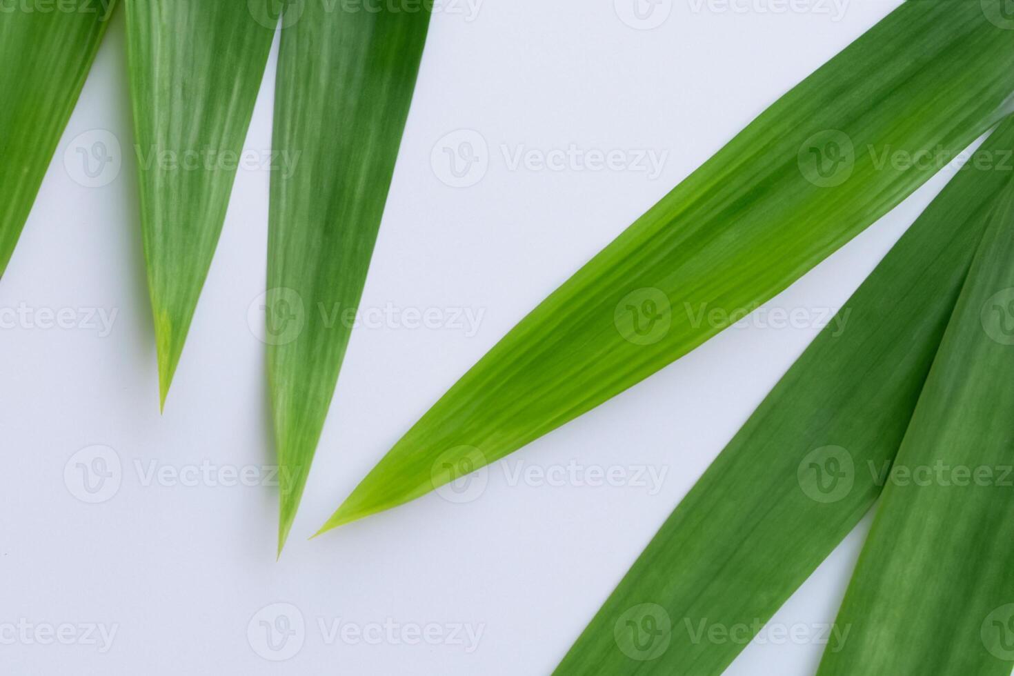 Pandan Leaf Rests on White Paper, A Blend of Nature's Freshness on a Clean Canvas photo