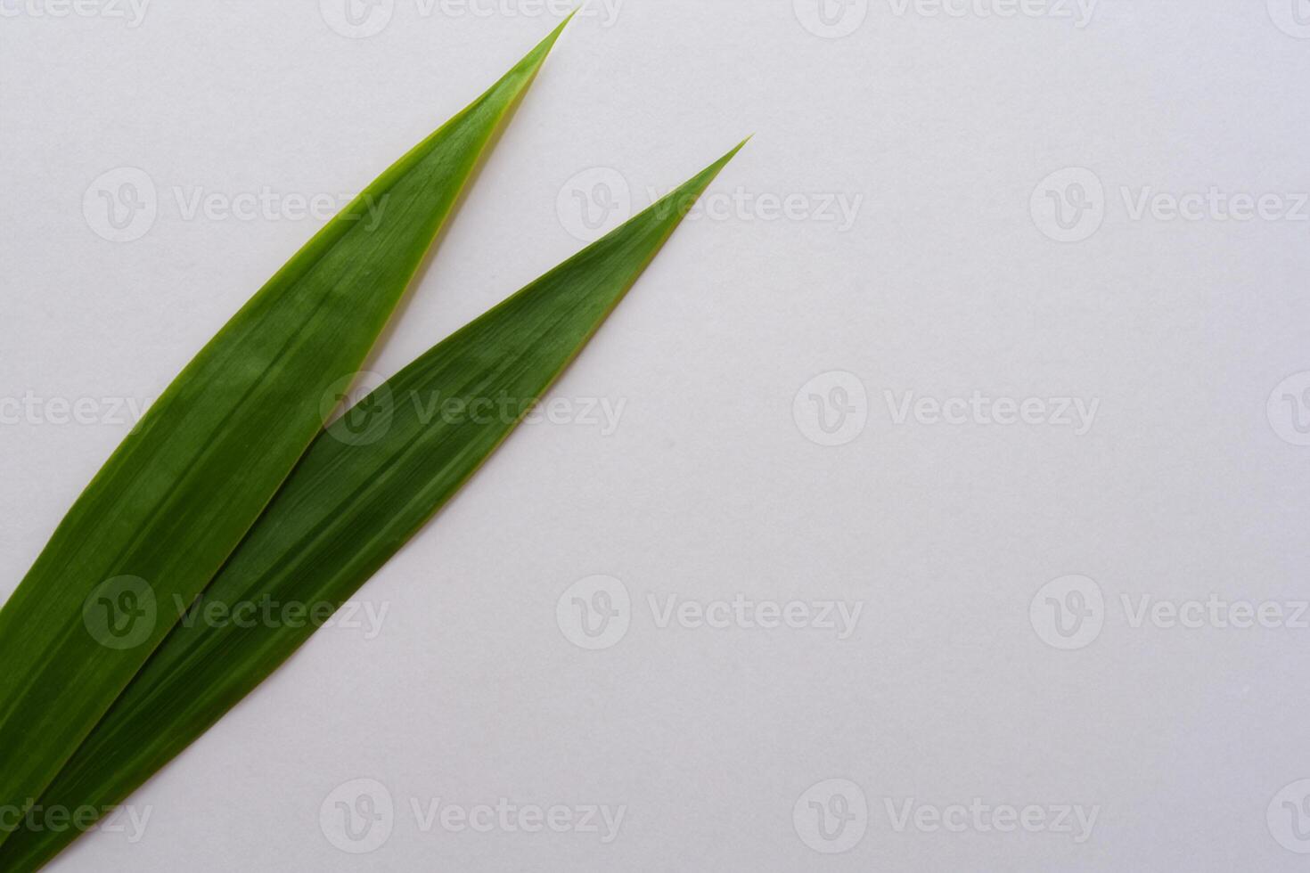 Pandan Leaf Rests on White Paper, A Blend of Nature's Freshness on a Clean Canvas photo