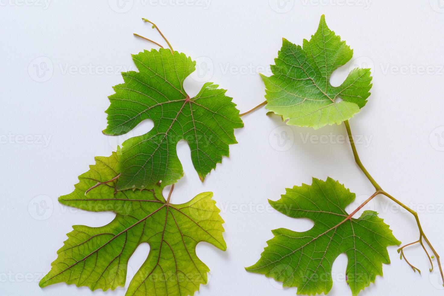 Leafy Elegance Grape Leaves Adorn White Paper Mockup, A Delicate Fusion of Nature's Charm on Display photo