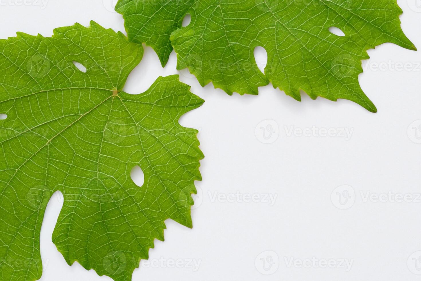 Leafy Elegance Grape Leaves Adorn White Paper Mockup, A Delicate Fusion of Nature's Charm on Display photo